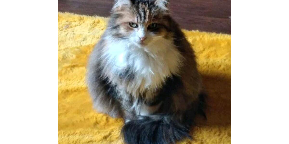 Etagenwohnung Neuss - 1 Zimmer, 25 m&sup2;, 200&euro; | Angebot:24532103