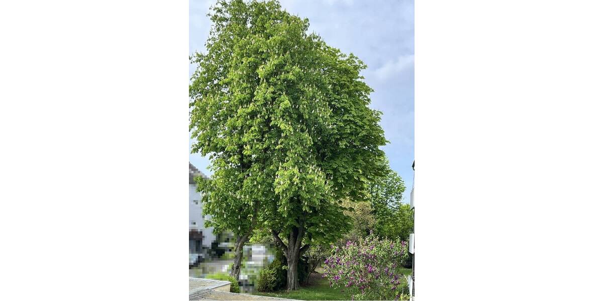 Etagenwohnung Neukirchen-Vluyn Neukirchen - 2 Zimmer, 61 m&sup2;, 159.000&euro; | Angebot:26453796